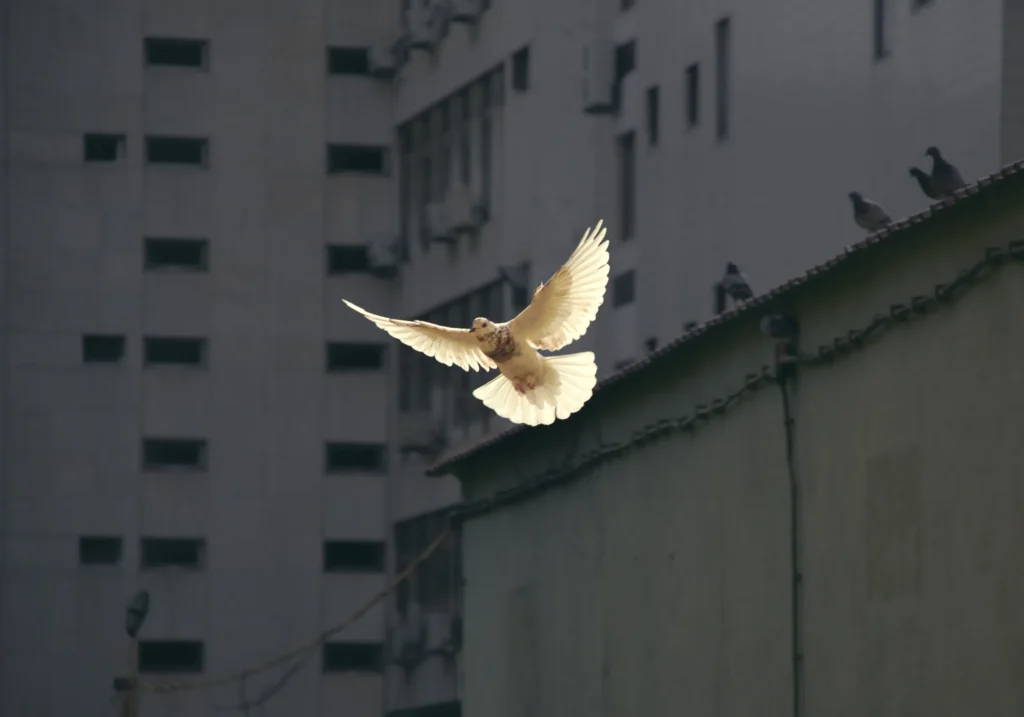 White dove flying with building in background